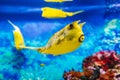 yellow longhorn cowfish fish swims in blue water in an aquarium Royalty Free Stock Photo