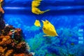 yellow longhorn cowfish fish swims in blue water in an aquarium Royalty Free Stock Photo