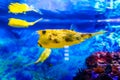 yellow longhorn cowfish fish swims in blue water in an aquarium Royalty Free Stock Photo