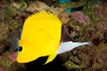 Yellow Longnose Butterfly in Aquarium Royalty Free Stock Photo
