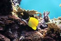 Yellow Longnose Butterflyfish