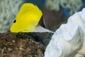 Yellow Longnose Butterflyfish in an aquarium