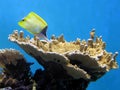 Yellow Longnose Butterflyfish