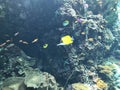Yellow longnose butterflyfish or Forceps fish.