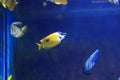 Yellow longnose butterflyfish