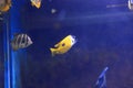 Yellow longnose butterflyfish