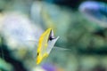 Yellow longnose butterflyfish Forcipiger flavissimus