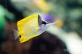 Yellow longnose butterflyfish Forcipiger flavissimus