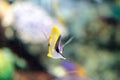Yellow longnose butterflyfish Forcipiger flavissimus