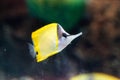 Yellow longnose butterflyfish Forcipiger flavissimus