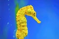 Yellow Longsnout seahorse Hippocampus reidi Royalty Free Stock Photo