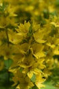 Yellow Loosestrife (Lysimachia Punctata), the Dotted Loosestrife