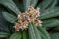 The Yellow loquat flowers on the loquat leaves bloom, and some bees collect honey on them