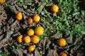 YELLOW LOQUAT FRUIT WITH DEAD BROWN LEAVES ON THE GROUND