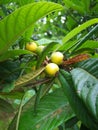 Yellow loquat