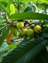 Yellow loquat