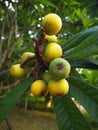 yellow loquat