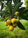 yellow loquat