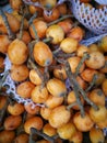 yellow loquat