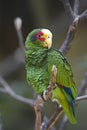 Yellow-lored Parrot Royalty Free Stock Photo