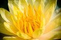 Yellow lotus