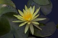 Yellow lotus flowers are blooming Royalty Free Stock Photo