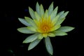 Yellow lotus flowers are blooming Royalty Free Stock Photo