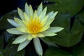 Yellow lotus flowers are blooming Royalty Free Stock Photo
