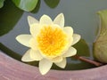 yellow lotus flower with pollen Royalty Free Stock Photo