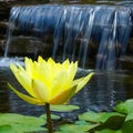 A yellow Lotus flower in front of a waterfall