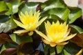 Yellow Lotus Flower in garden.