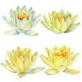 Yellow lotus flowers on a white background, watercolor drawing, floral illustration