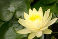 Yellow lotus at night, Water Lily in Chiang Mai, Thailand. lantern effect