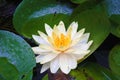 Yellow lotus in the pond Royalty Free Stock Photo