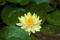 Yellow lotus in the pond Royalty Free Stock Photo