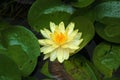 Yellow lotus in the pond Royalty Free Stock Photo