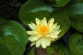 Yellow lotus in the pond Royalty Free Stock Photo