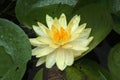 Yellow lotus in the pond Royalty Free Stock Photo