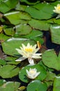 Yellow lotus on the water