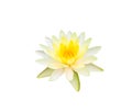 Yellow lotus water lily flowers  Nymphaea lotus Linn isolated on white background , clipping path Royalty Free Stock Photo