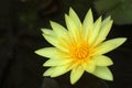 Yellow Lotus water lily - Nymphaea floating in a pond. Beautiful aquatic flower background. Yellow Lotus flowers Nymphaea