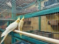 The yellow love bird with red markings on the cheeks is very beautiful to be a pet as well as a front decoration of the house. Royalty Free Stock Photo