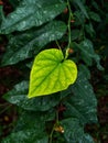 Yellow love leaf of Morning glory & x28;Ipomoea triloba& x29;