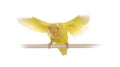 Yellow Lovebird isoated on white