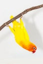 Yellow Lovebird upside down action