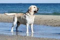 The yellow lovely cute labrador playing at the sea portrait