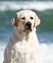A yellow lovely cute labrador playing at the sea portrait