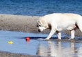 Yellow lovely cute labrador playing at the sea portrait