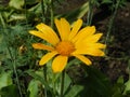Yellow Lovely Daisy Marguerite