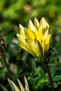 Yellow lovely delicate flower with sharp petals growing in the garden.